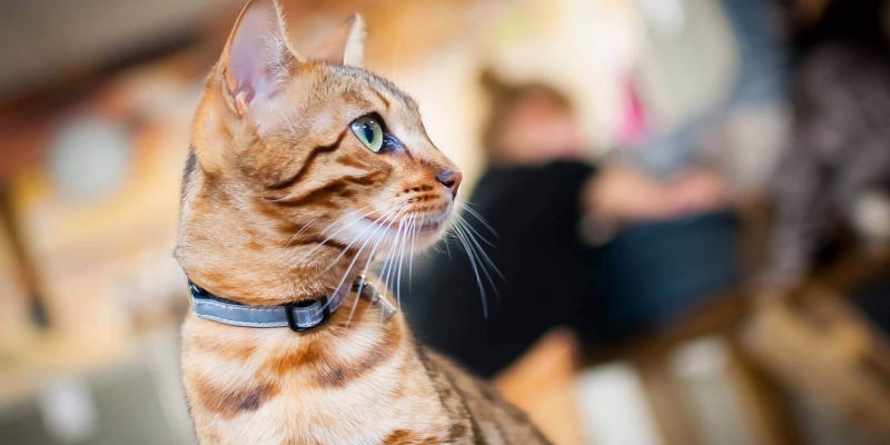 kattenopvang dierenpension tussenwijck