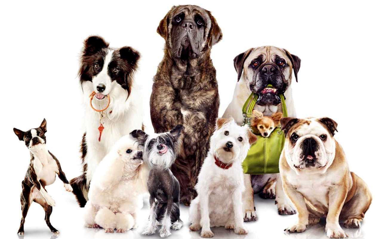honden_familie honden_familie