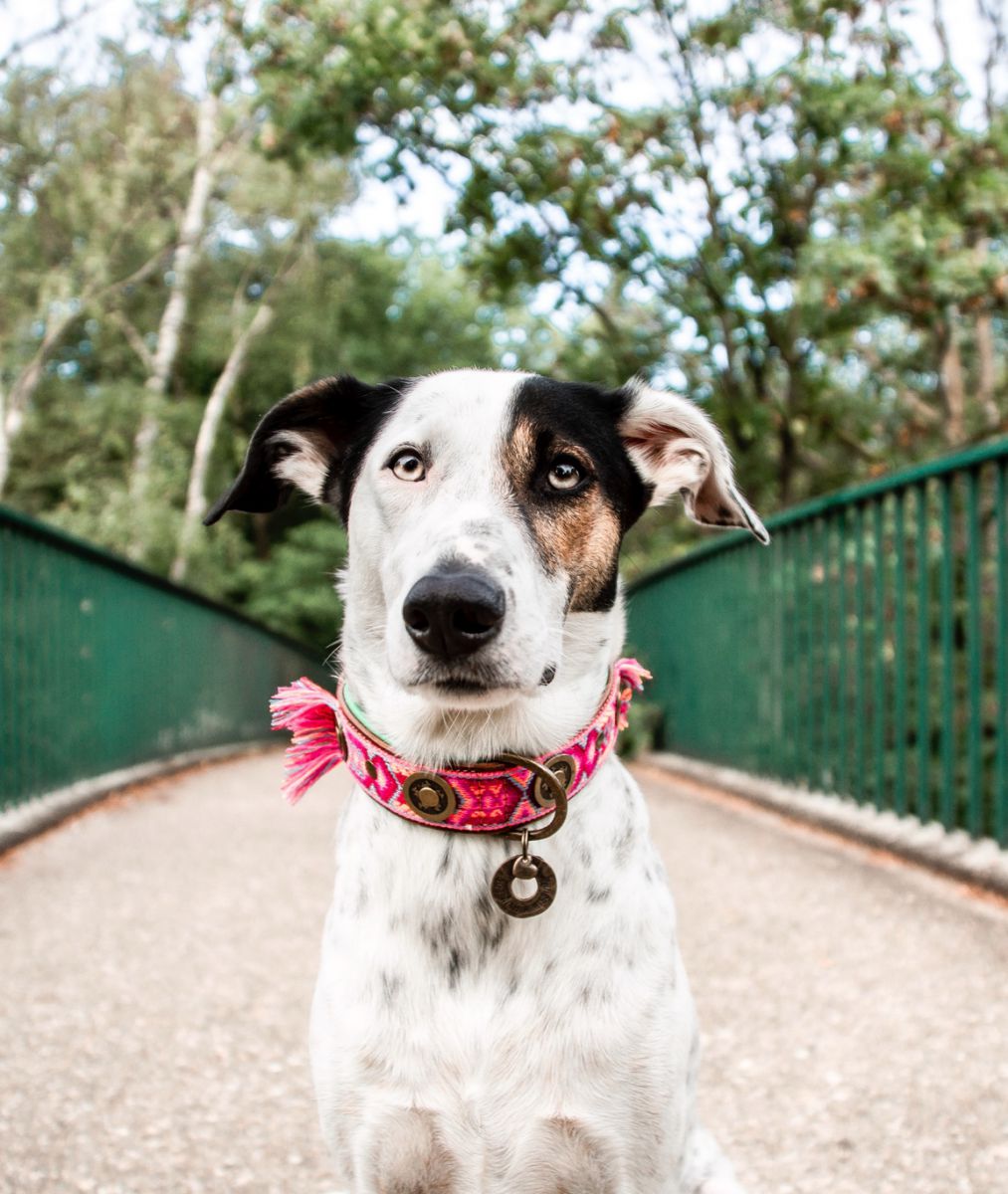 boho-rosa-2-5-cm-halsband-m-8407-nl-g