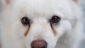 Pretty Eyes oogreiniger 250 ml - Afbeelding 3