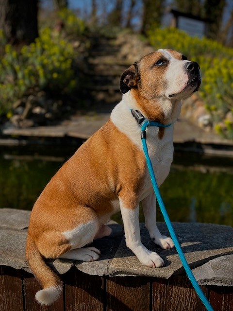 Hunter Retrieverlijn Met Stop Freestyle 170x1 cm Petrol - Afbeelding 2