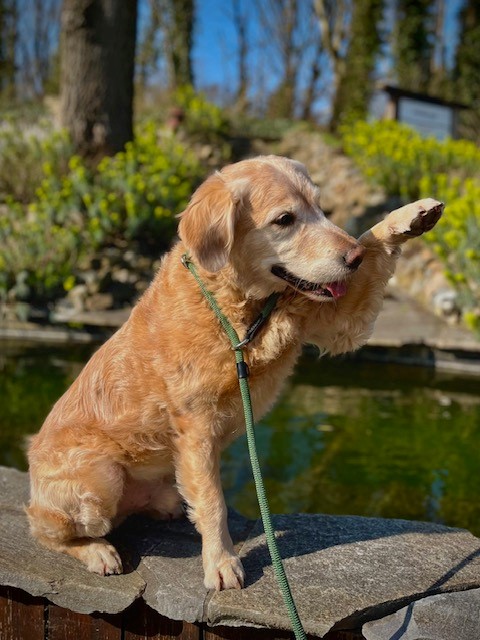 Hunter Retrieverlijn Met Stop Freestyle 170x1 cm Groen - Afbeelding 2