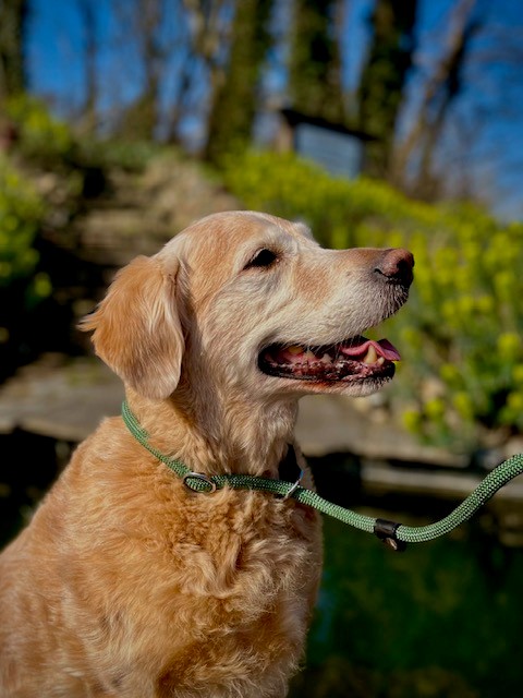 Hunter Retrieverlijn Met Stop Freestyle 170x1 cm Groen - Afbeelding 3