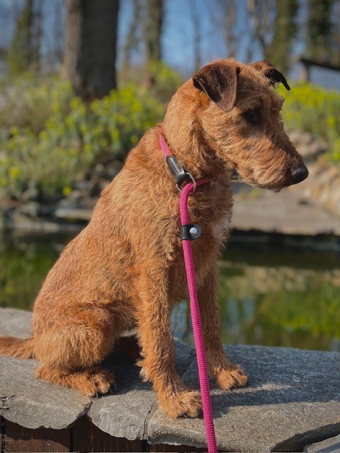 Hunter Retrieverlijn Met Stop Freestyle 170x1 cm Roze - Afbeelding 2