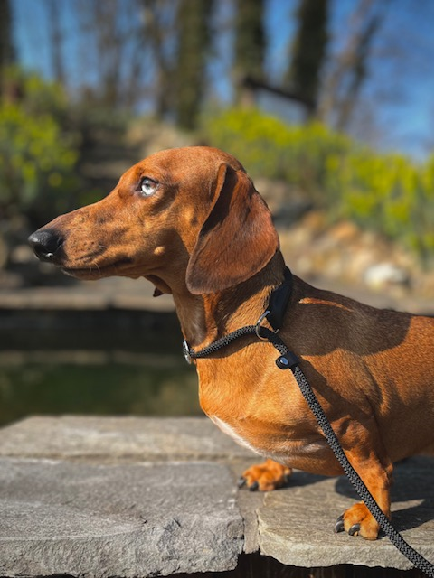 Hunter Retrieverlijn Met Stop Freestyle 170x0.8 cm Zwart - Afbeelding 2