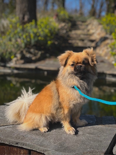 Hunter Retrieverlijn Met Stop Freestyle 170x0.8 cm Petrol - Afbeelding 3