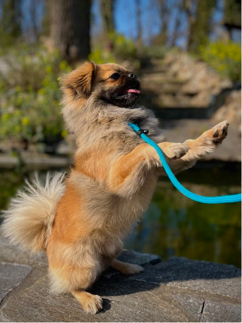 Hunter Retrieverlijn Met Stop Freestyle 170x0.8 cm Petrol - Afbeelding 2