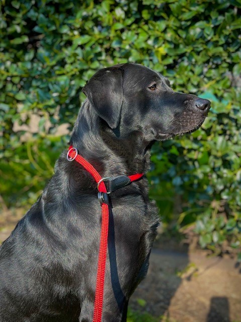 Hunter Retrieverlijn Met Stop Freestyle 170x1 cm Rood - Afbeelding 2