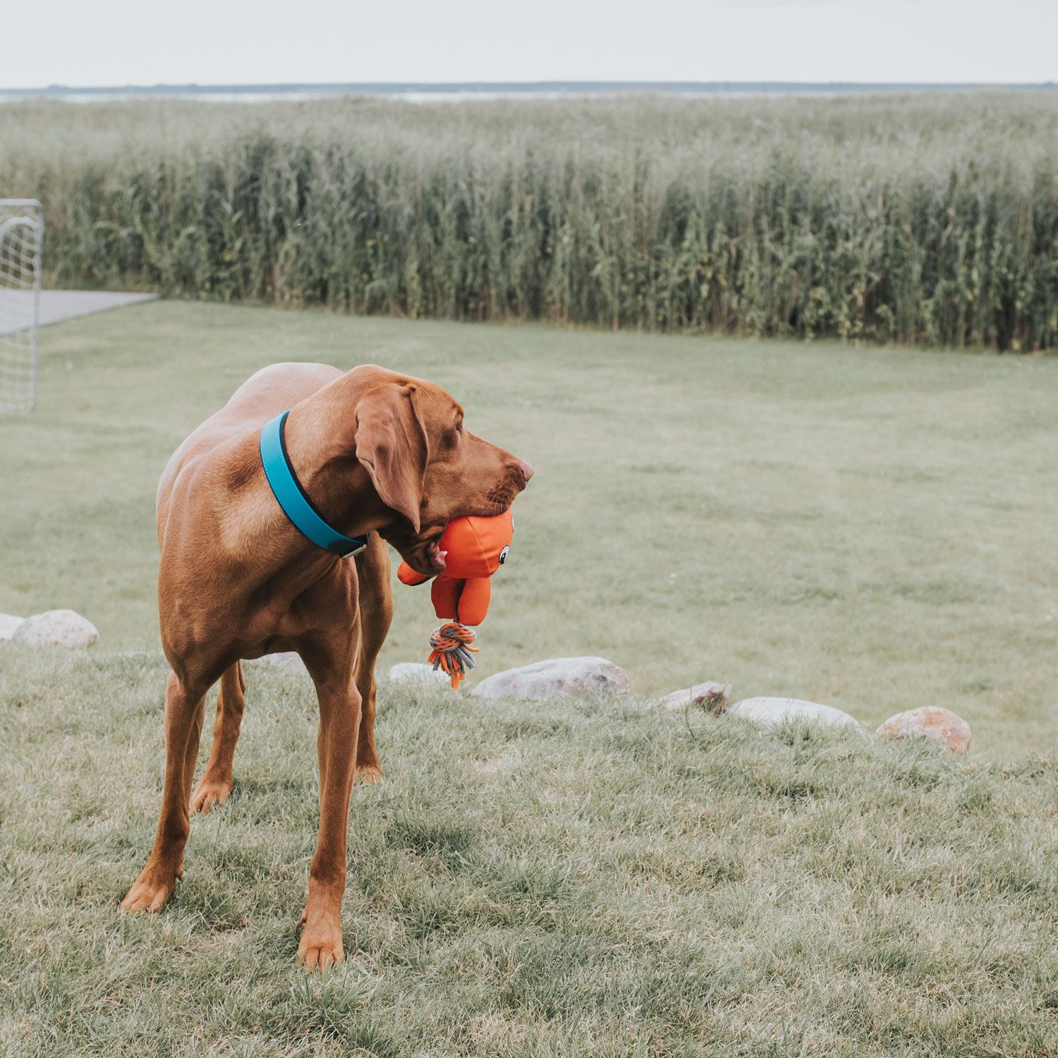 Hunter Halsband Convenience Turquoise - Afbeelding 4