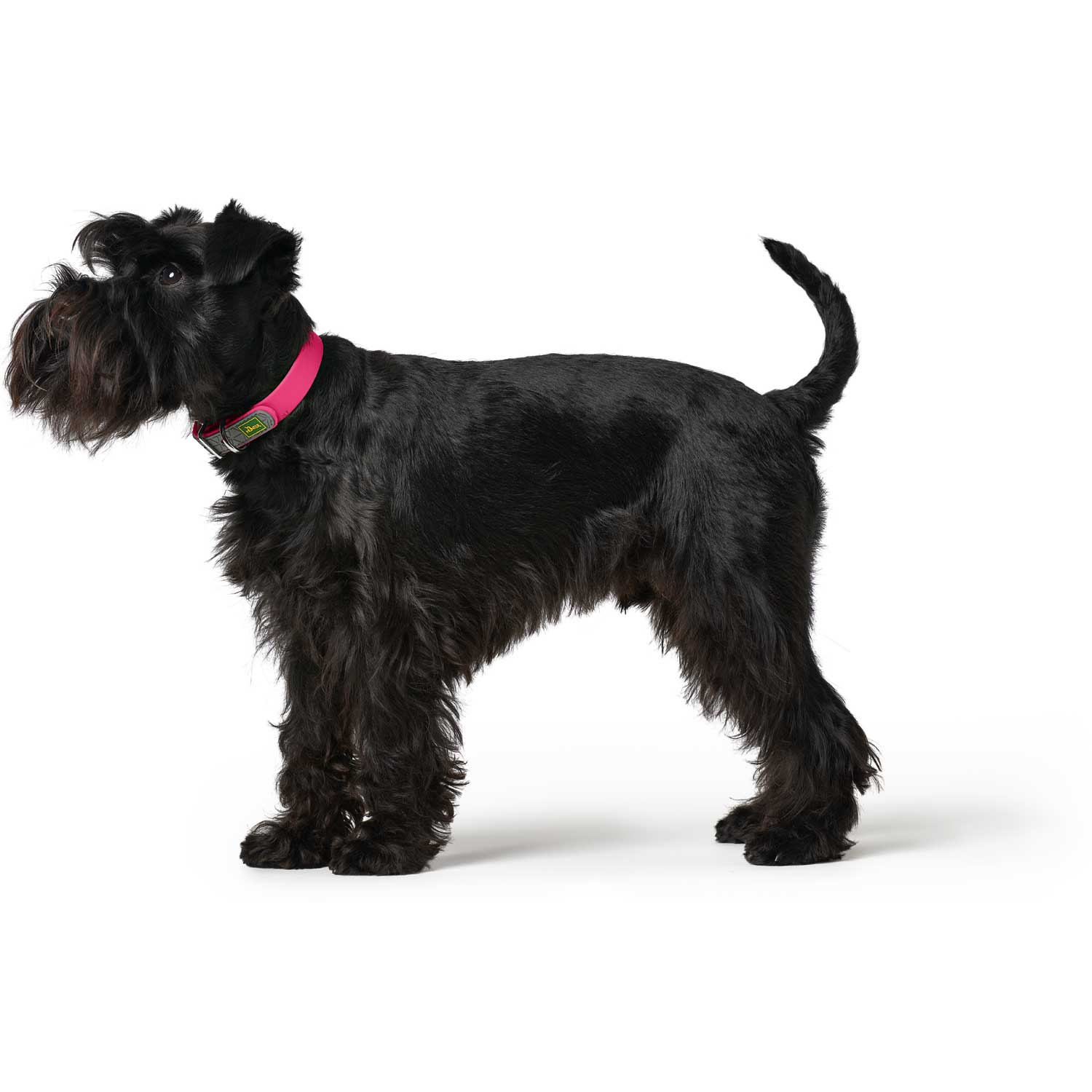 Hunter Halsband Convenience Raspberry - Afbeelding 3