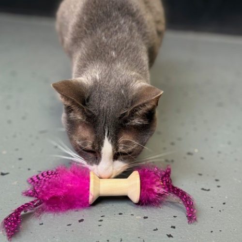 Hunter Dumble Kattenspeelgoed Met Veren