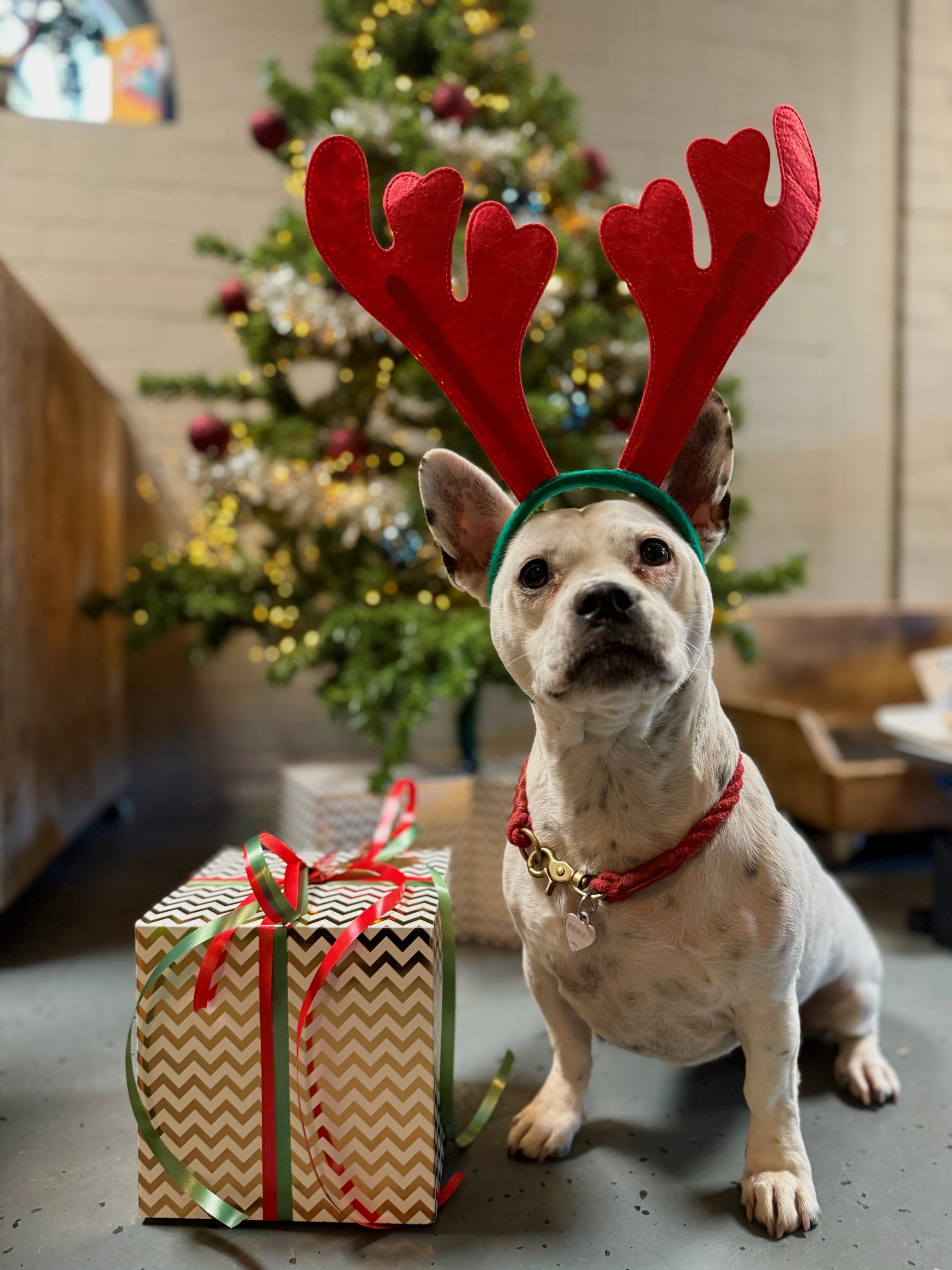 Kerstpakket Hond - Afbeelding 2