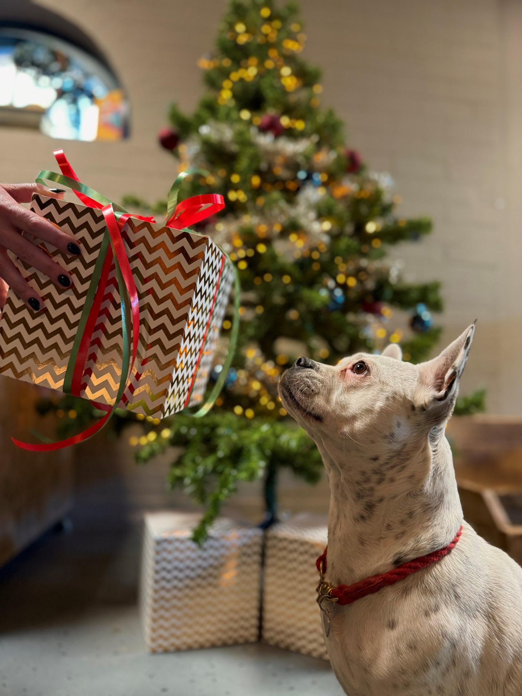 Kerstpakket Hond - Afbeelding 3